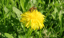 thumb dandelion bee.png