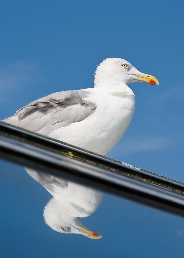 seagull-1847530_1920.jpg