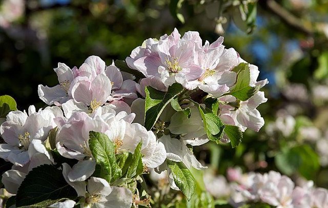apple-blossom-3390610__480.jpg