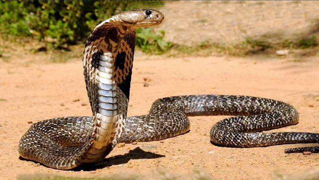 snake.PNG