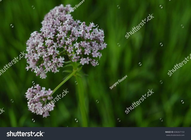 stock-photo-field-flower-and-copy-space-658267153.jpg