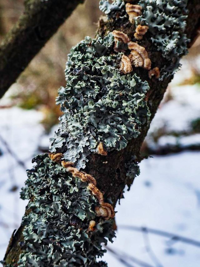 macrophotography lichens 1.jpg