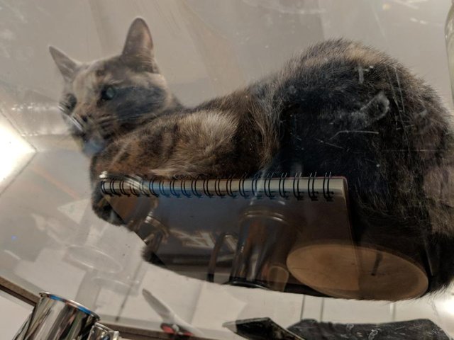 cat-on-notebook-with-reflection.jpg