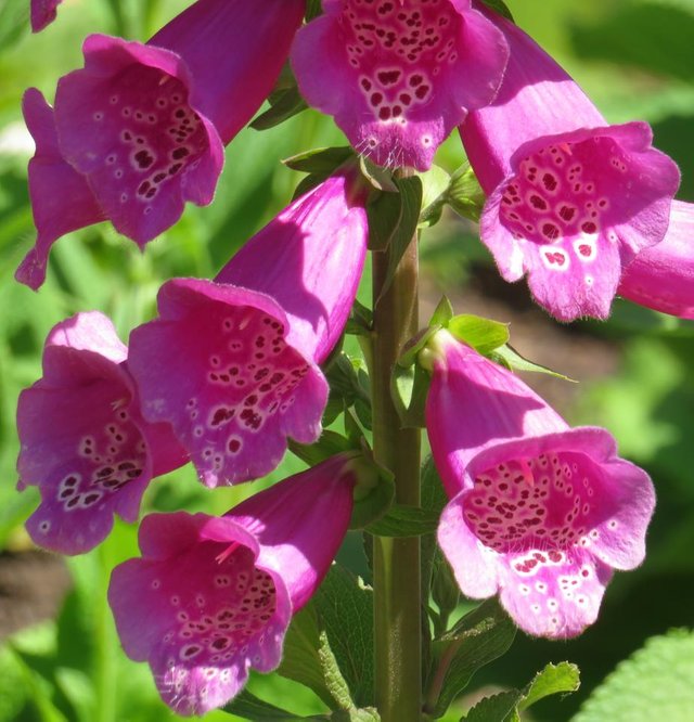 Foxglove5.JPG