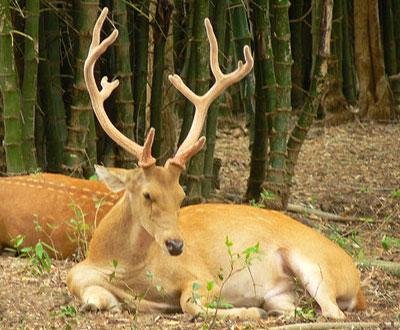 A state animal of Manipur-Sangai deer — Steemit
