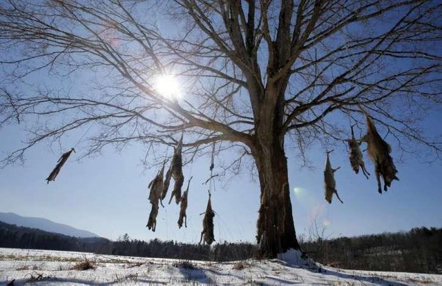 Coyote_Carcasses_49542-727x471.jpg