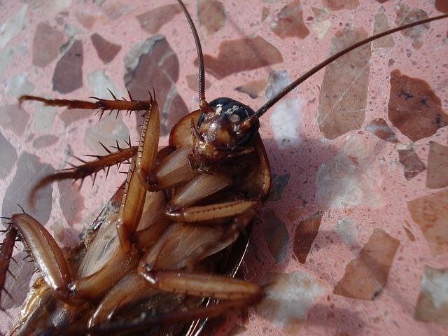 cockroach-15093_640.jpg