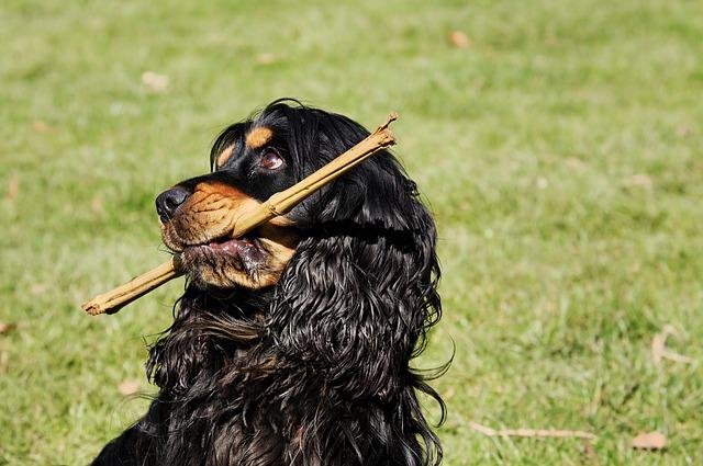 cocker-spaniel-3250228_640.jpg