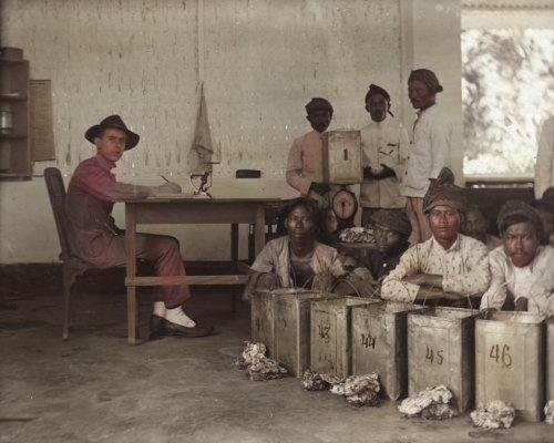 Pekerja Perkebunan Karet di Jawa, 1921. Het Leven. Colorized..jpg