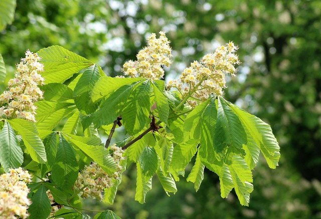 Horse-Chestnut-May-Flower-Chestnut-Flowering-Leaf-3374068.jpg