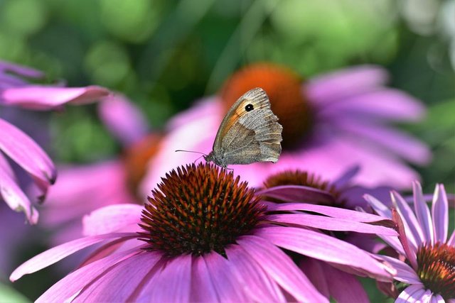 echinacea-2575350.jpg