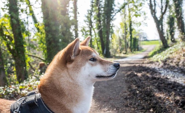 picography-shiba-inu-dog-forest-walk.jpg