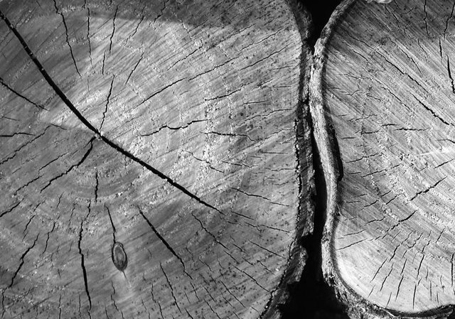 cut tree trunk bw 2.jpg