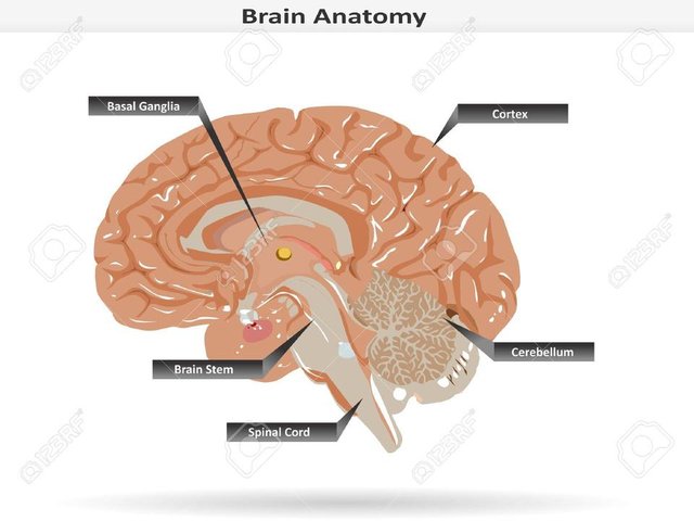 37687559-brain-anatomy-with-basal-ganglia-cortex-brain-stem-cerebellum-and-spinal-cord.jpg