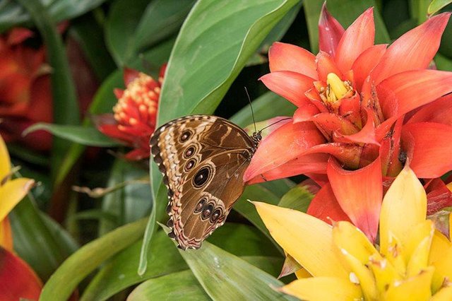 Brown-butterfly-on-orange-yellow-bromeliads.jpg