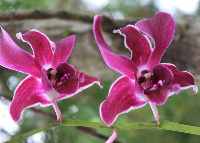 The Dendrobium x superbiens Orchid Flowers_2.jpeg