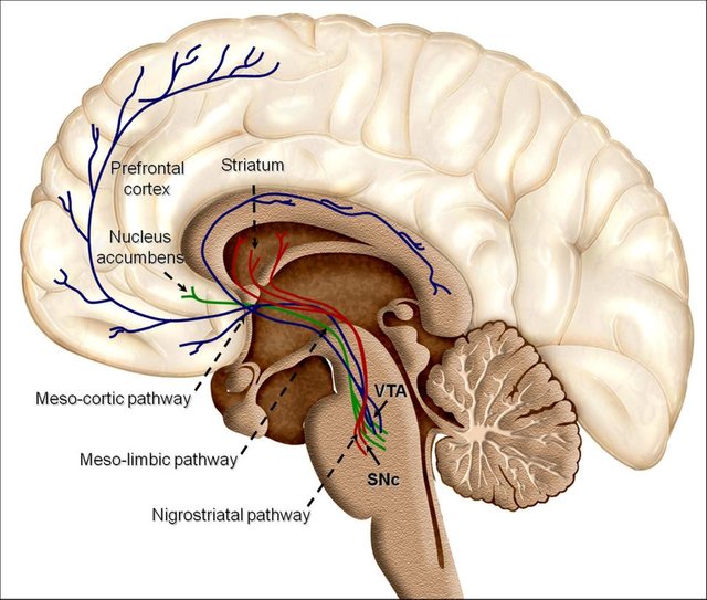 Overview_of_reward_structures_in_the_human_brain.jpg