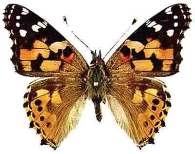 butterfly_oraur.jpg