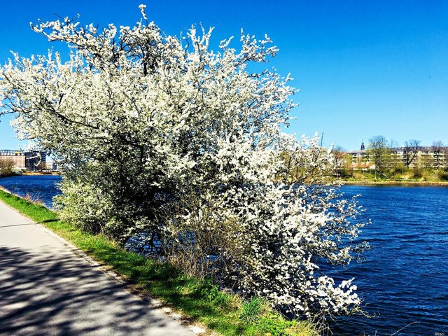 batch_Cherry Blossom Christianshavn.jpg