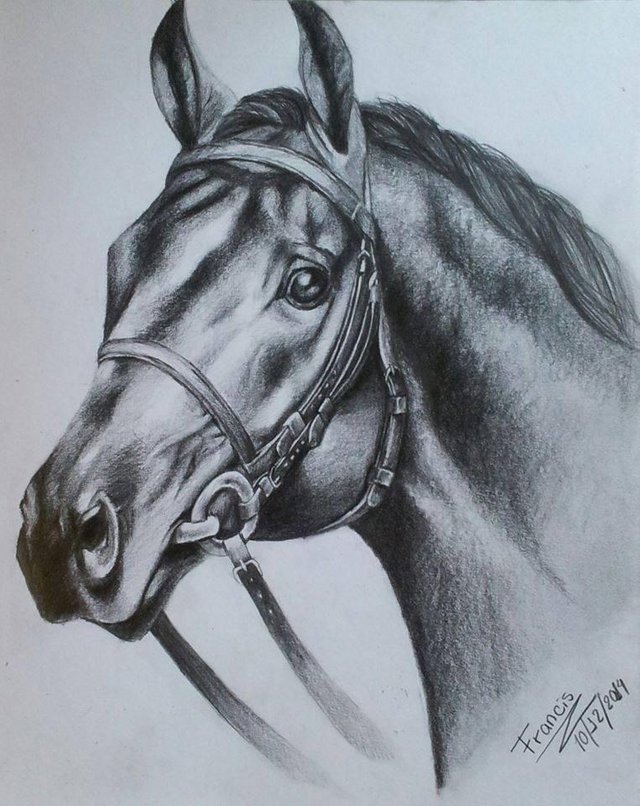 DIBUJO REALISTA DE UN CABALLO — Steemit