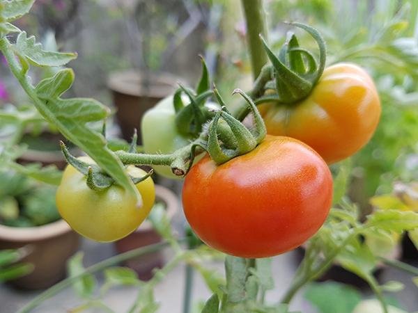Tomatoes04.jpg