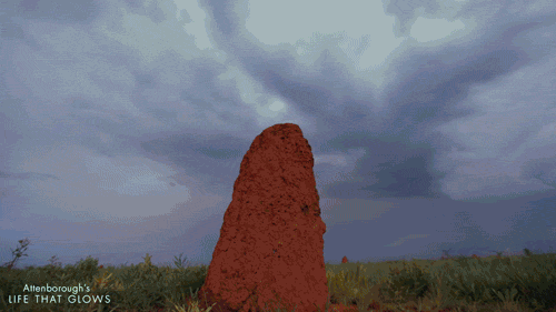 glowing termite mound GIF by BBC Earth-downsized_large.gif