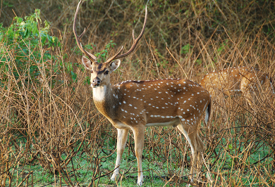 State animal of Telangana-Deer(Chital) — Steemit