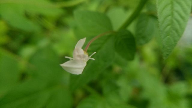 IMG20180510172042.jpg