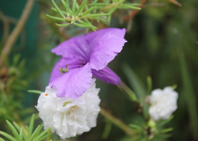 Ruellia tuberosa _3.jpeg