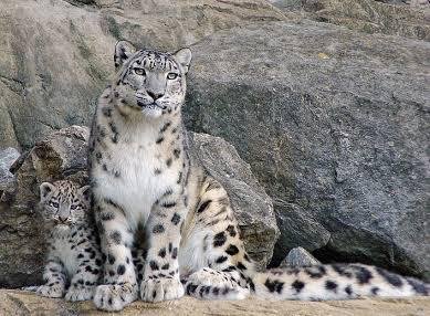 state animal of Himachal Pradesh-Snow Leopard — Steemit