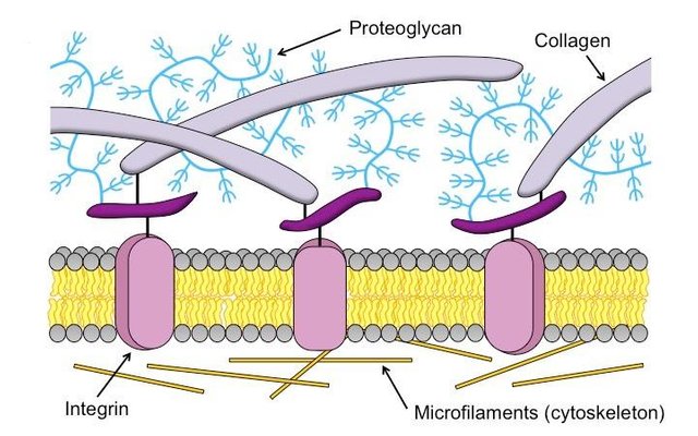 extracellular-matrix_med.jpg