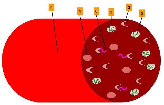 Sickle_Cell_genetic_resistance_to_Malaria.jpg