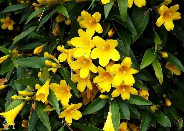 yellow_jasmine 0.jpg
