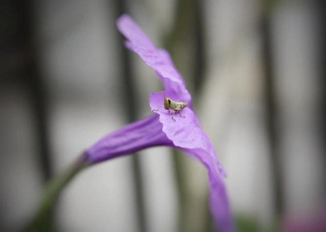 Ruellia tuberosa_.jpeg