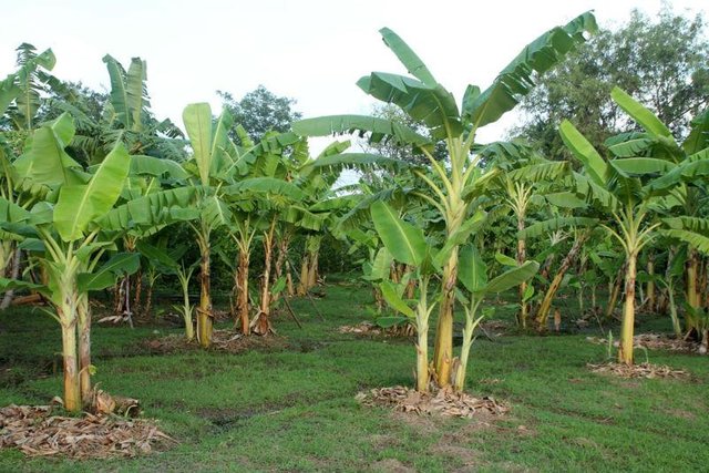 banana-trees.jpg