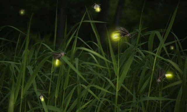 fireflies-zoom.jpg