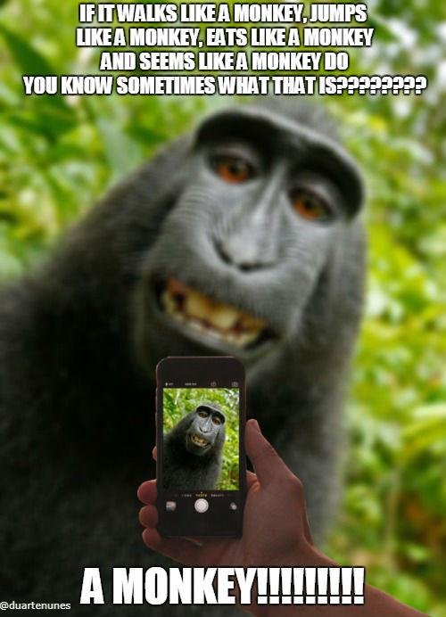 monkeymeme.jpg