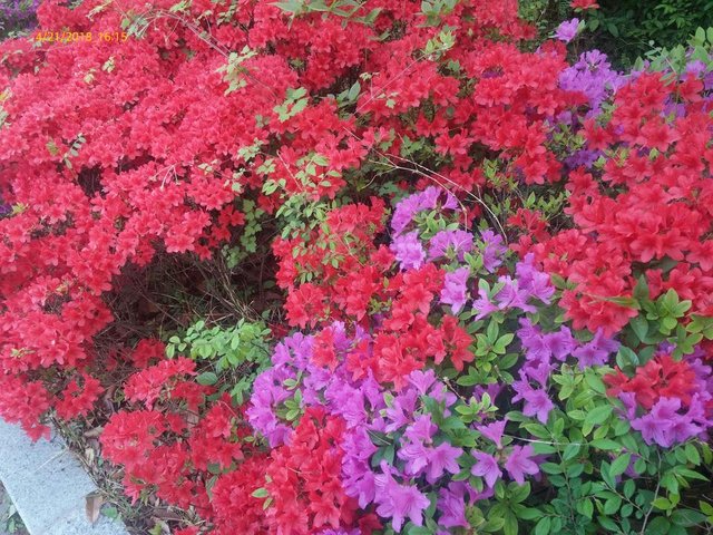 20180421_161540.jpg