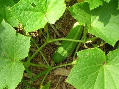 cucumber-400x300.jpg