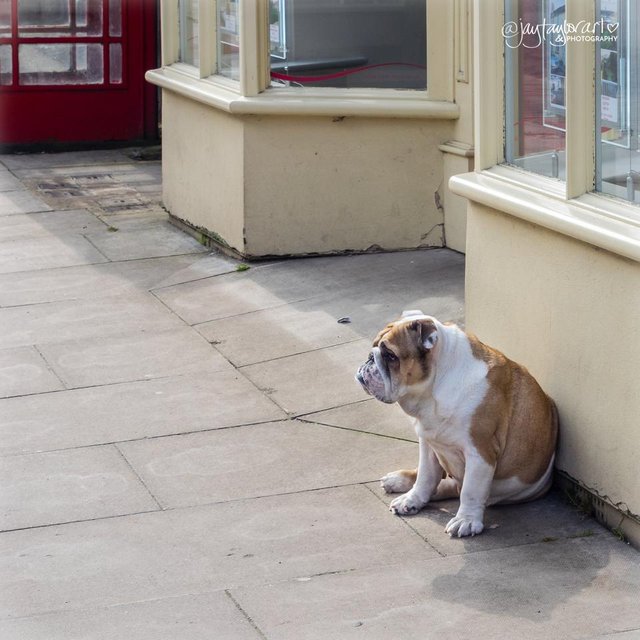 britishbulldog-2.jpg