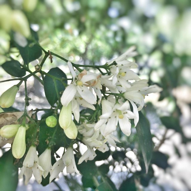 Feeling With Jasmin Flower Steemit