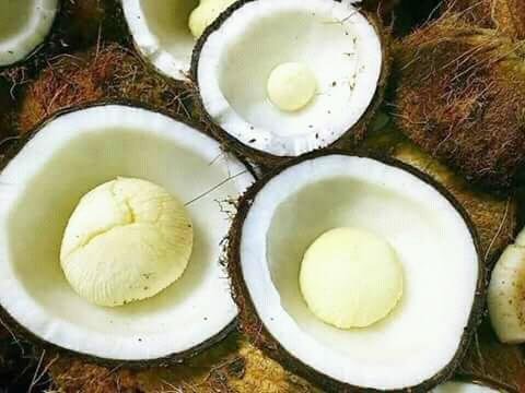 Kelapa.jpg