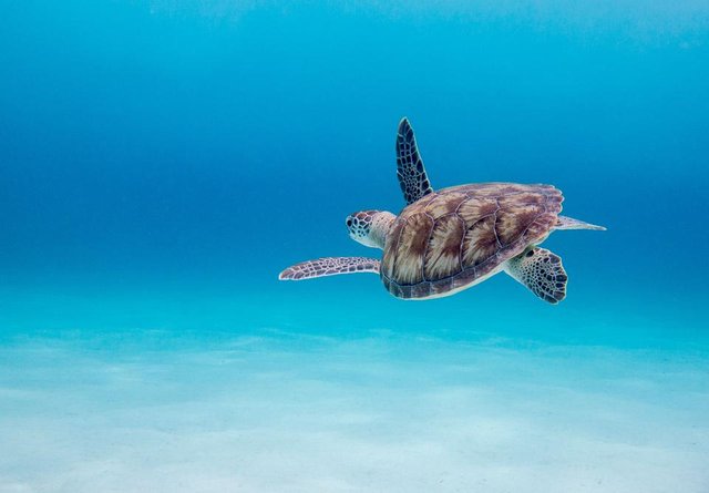 curacao-green-sea-turtle.jpg