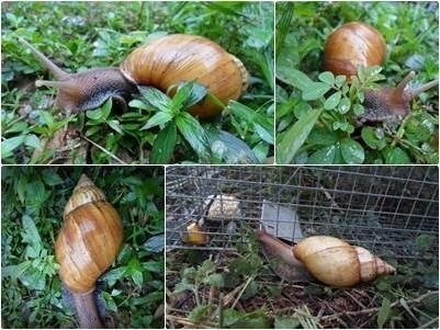 snail_farming_-_sample_snail_farm.jpeg