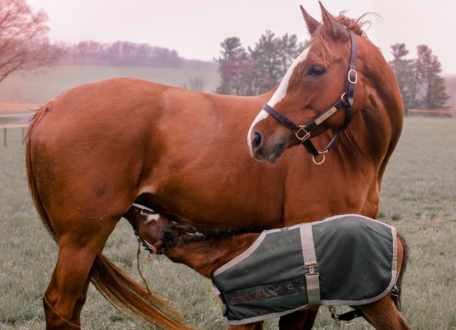 mom-foal-nursing.jpg