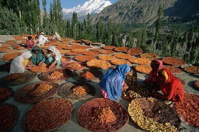 Hunza-apricots.jpg