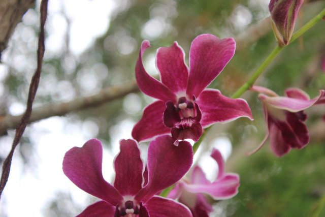 The Dendrobium x superbiens Orchid Flowers_6.jpeg