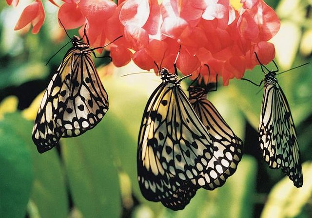 AS02-40-tree-nymph-butterflies-bougainvillea-Betty-Wright.jpg