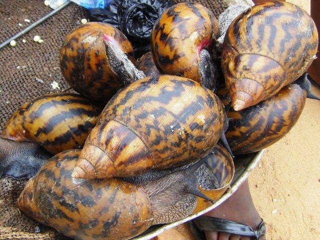 giant-snails-accra-high-street.jpeg