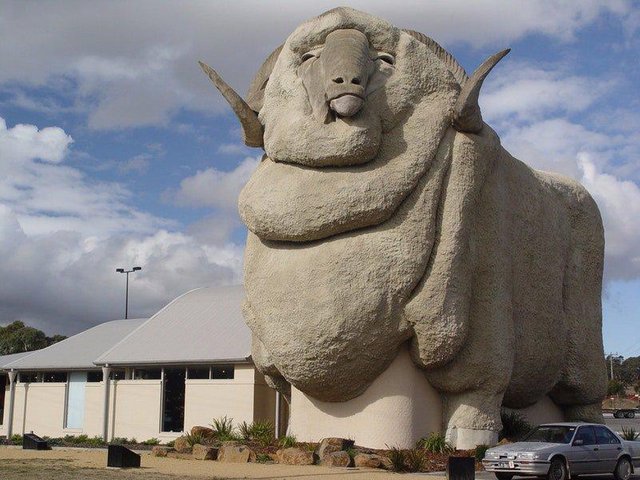 Big Merino.jpeg